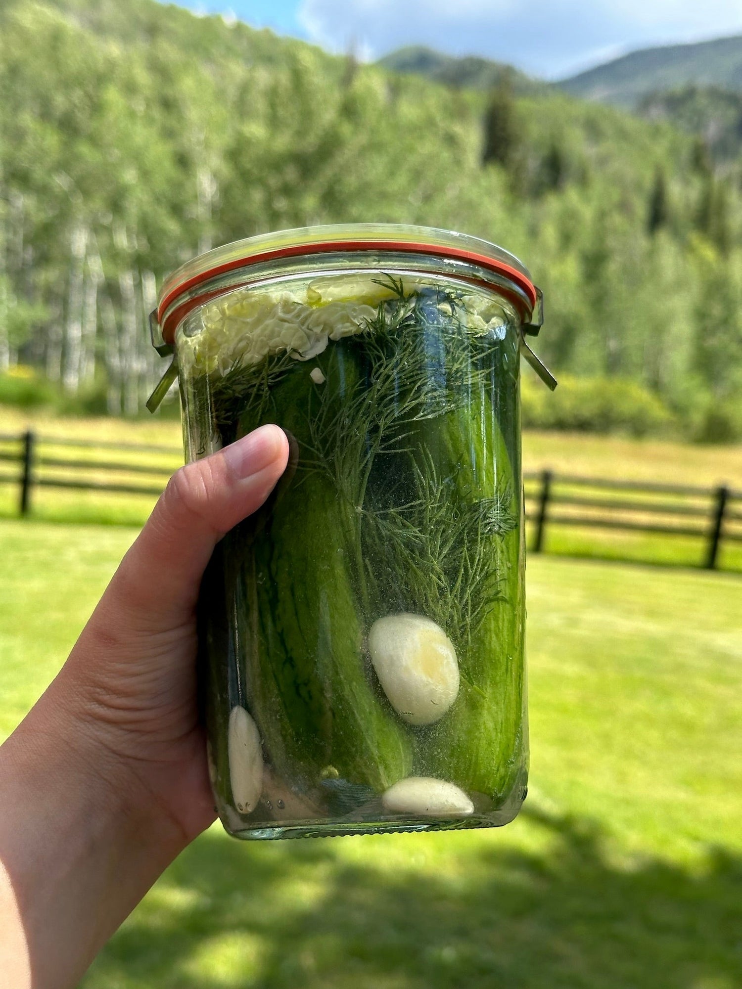 Lacto-Fermented Pickles