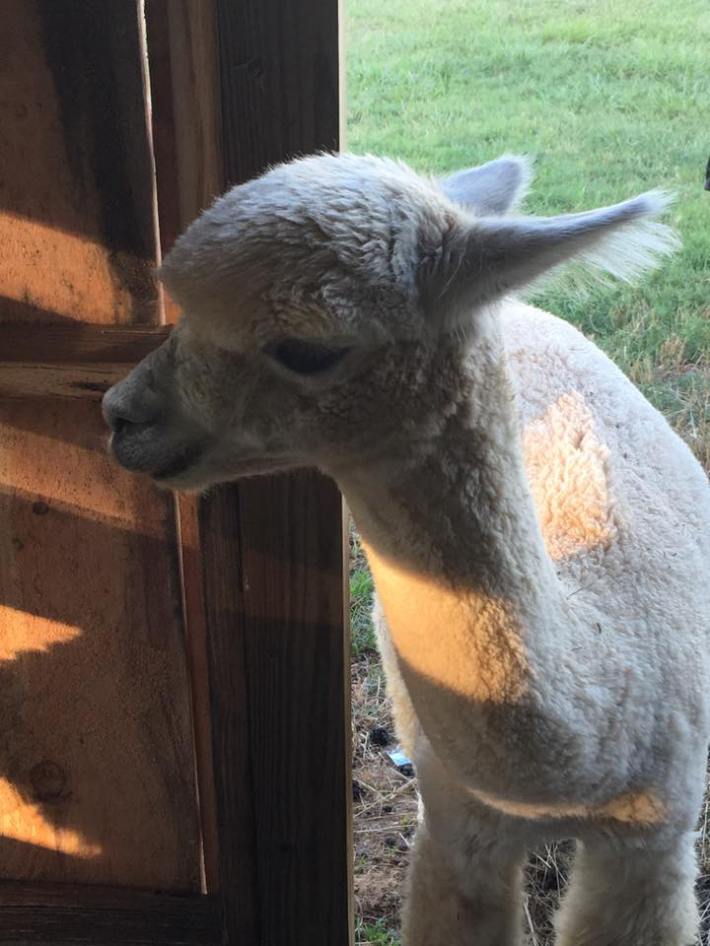 13590465_1742415276044087_4607174465054026871_n