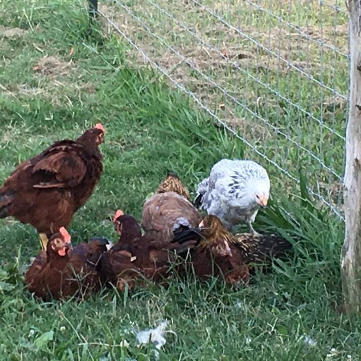 13659052_1742809826004632_7225451743833684443_n