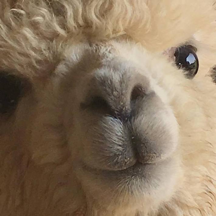 14316975_1772231013062513_1181481534419680564_n