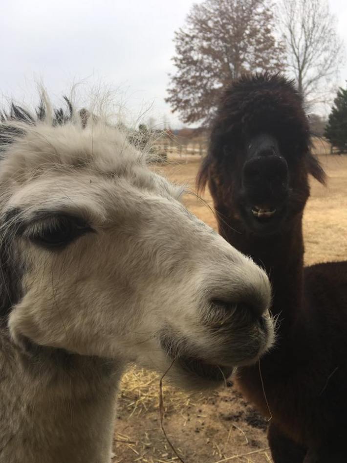 15253372_1817078521911095_9117834626253164505_n